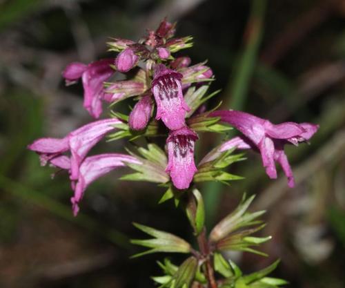 Stachys thunbergii