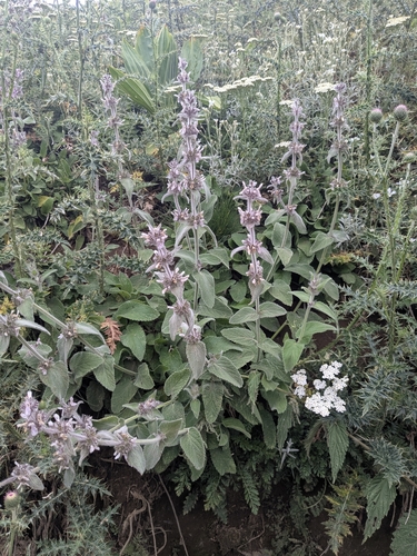Stachys tymphaea — photo