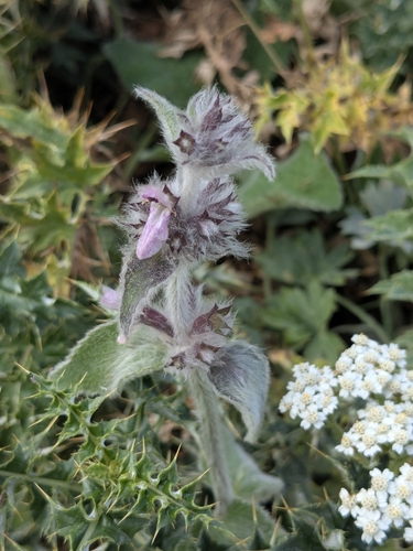 Stachys tymphaea — photo