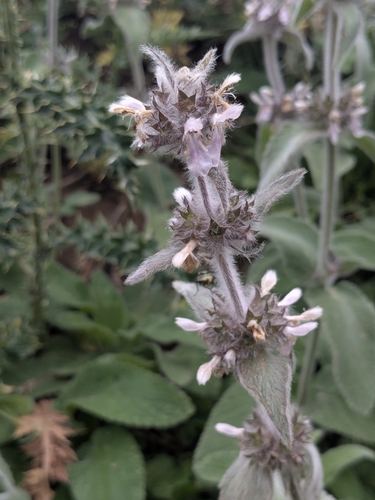Stachys tymphaea