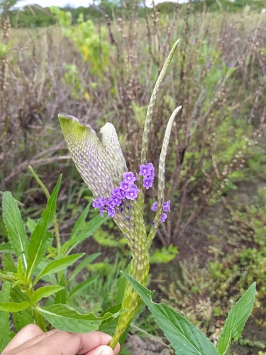Stachytarpheta angustifolia — photo