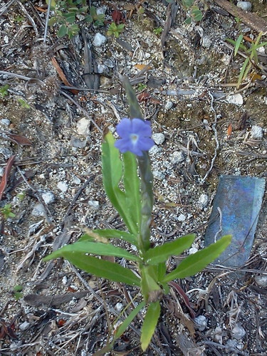 Stachytarpheta angustifolia — photo