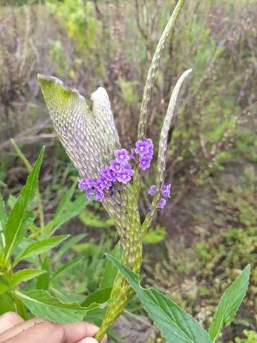 Stachytarpheta angustifolia