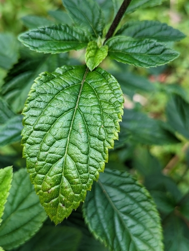 Stachytarpheta cayennensis (Nettle-leaved vervain) — photo