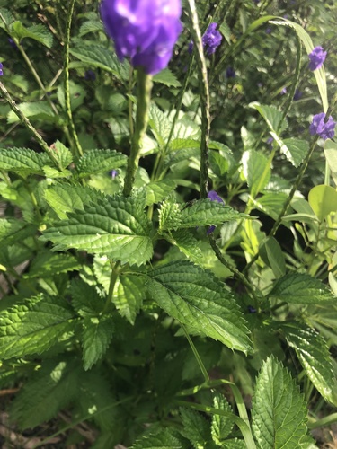 Stachytarpheta cayennensis (Nettle-leaved vervain) — photo