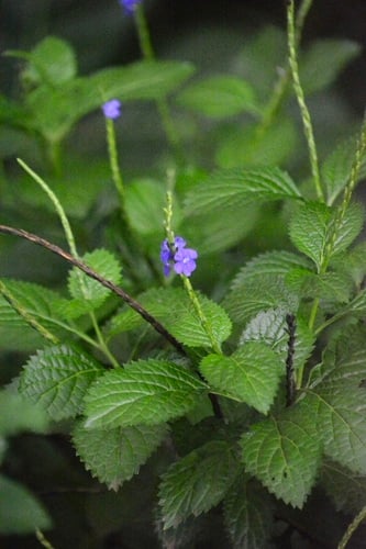 Stachytarpheta cayennensis