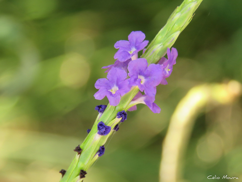 Stachytarpheta indica (False verbena) — photo