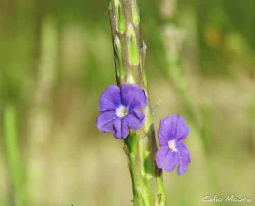 Stachytarpheta indica (False verbena) — photo
