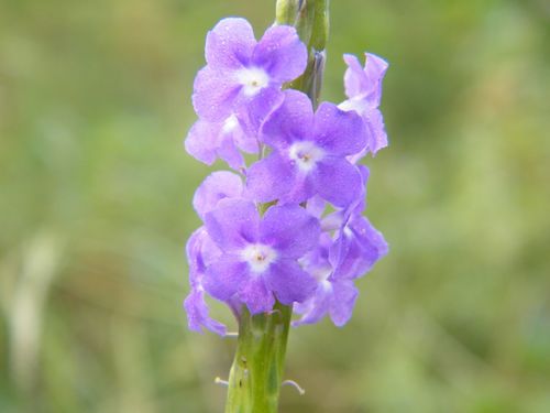 Stachytarpheta indica