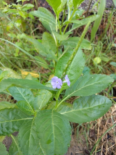 Stachytarpheta jamaicensis (Brazilian tea) — photo