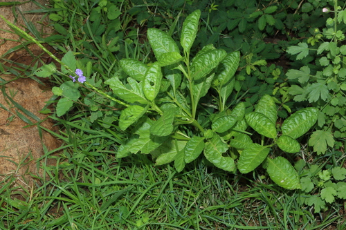 Stachytarpheta jamaicensis (Brazilian tea) — photo