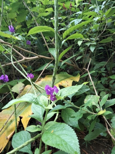 Stachytarpheta mutabilis (Velvet berry) — photo