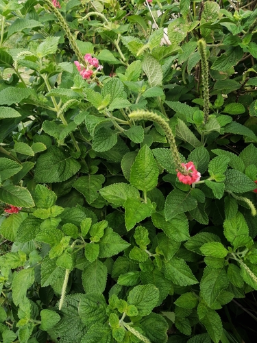 Stachytarpheta mutabilis (Velvet berry) — photo