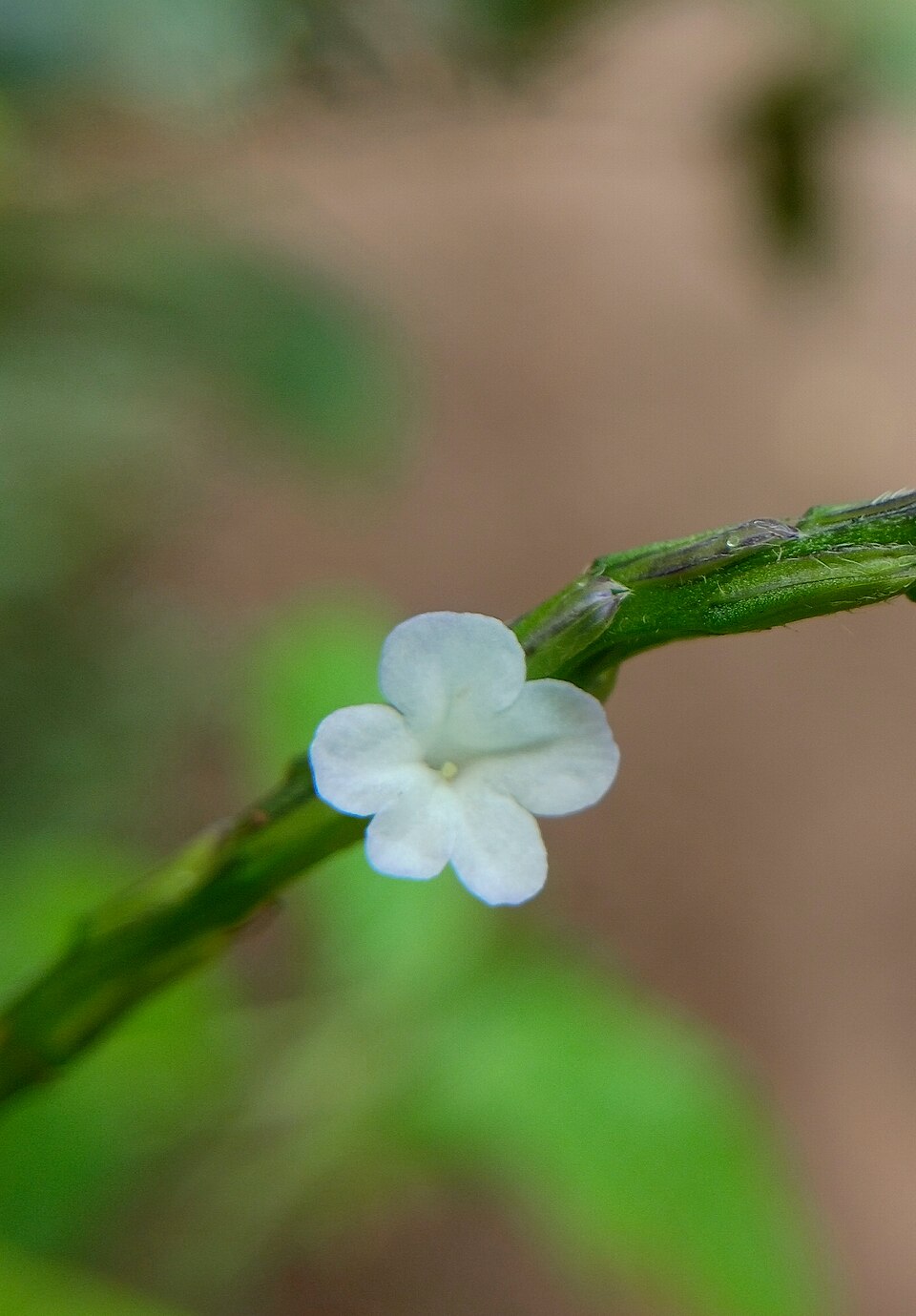 Stachytarpheta sp.
