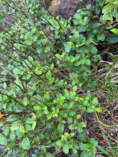 Stachytarpheta urticifolia (Blue rat tail) — photo