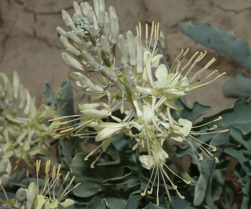 Stanleya albescens (White Prince's plume) — photo