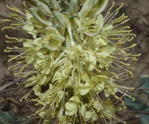 Stanleya albescens (White Prince's plume) — photo