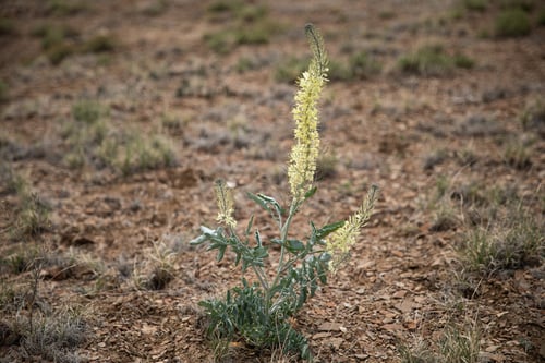 Stanleya albescens