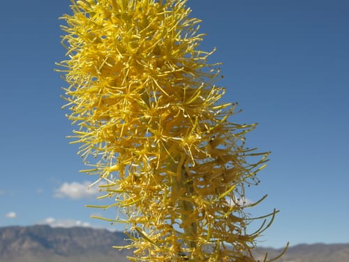 Stanleya elata (Panamint Prince's-plume) — photo