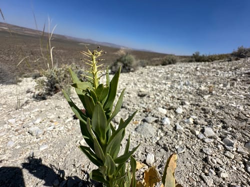 Stanleya viridiflora (Prince's plume) — photo