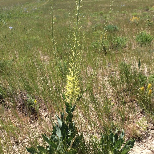Stanleya viridiflora