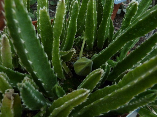 Stapelia gettliffei (Zebra stapelia) — photo