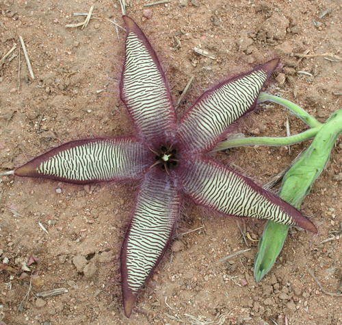 Stapelia gettliffei