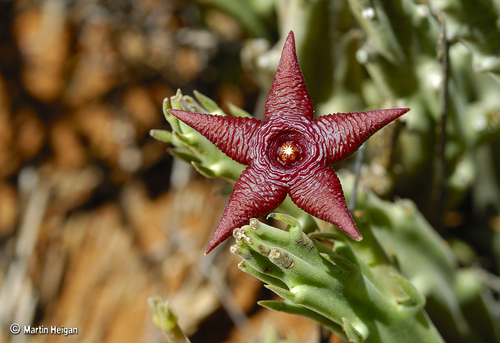 Stapelia kwebensis (Stapelia) — photo