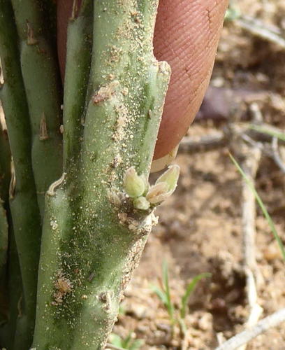 Stapelia kwebensis (Stapelia) — photo