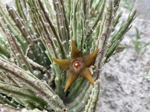 Stapelia kwebensis