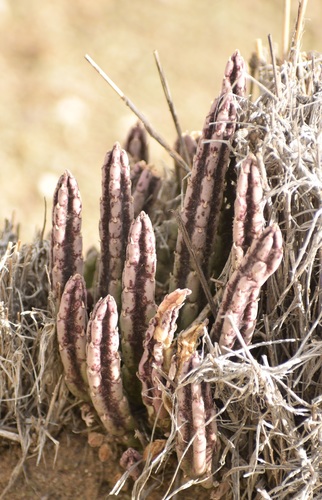 Stapelia olivacea — photo