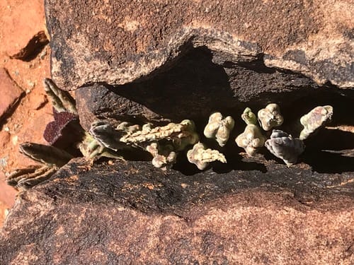 Stapelia olivacea — photo