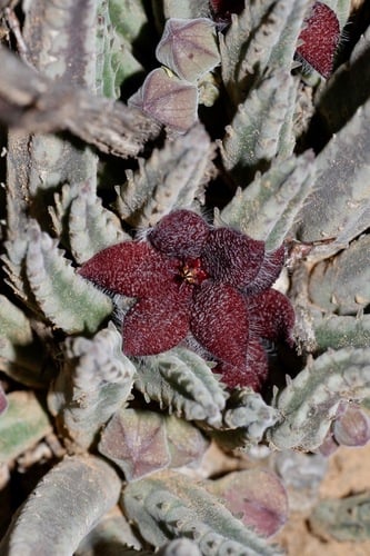 Stapelia olivacea