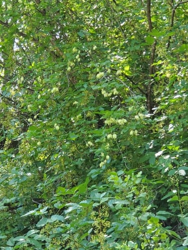 Staphylea bolanderi (Western Bladdernut) — photo