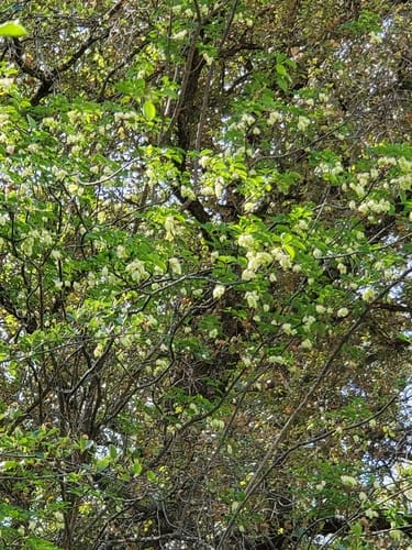 Staphylea bolanderi (Western Bladdernut) — photo