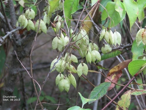 Staphylea bumalda (Bladder Nut) — photo