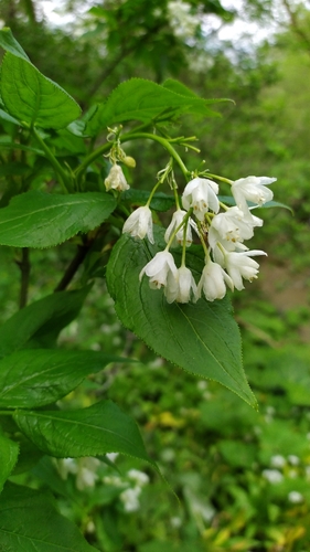 Staphylea colchica