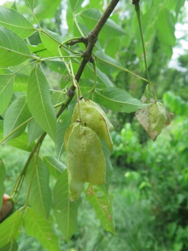 Staphylea holocarpa — photo