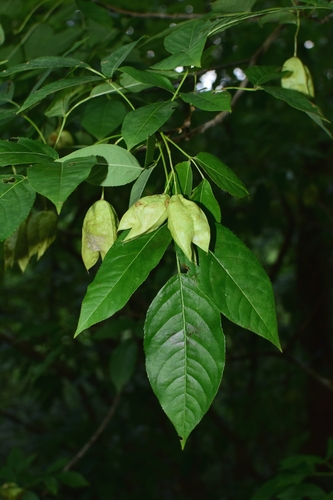 Staphylea holocarpa