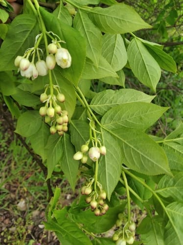 Staphylea pinnata (European Bladder-nut) — photo