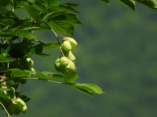 Staphylea pinnata
