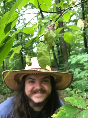 Staphylea trifolia (American bladder nut) — photo