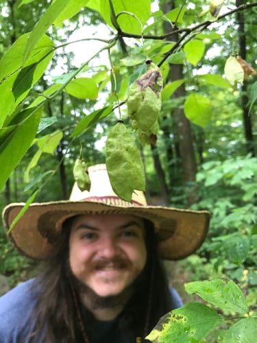 Staphylea trifolia (American bladder nut) — photo
