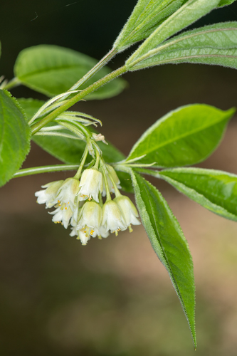 Staphylea trifolia