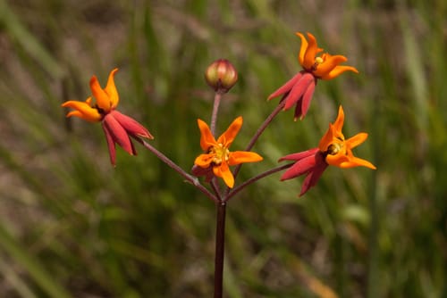 Stathmostelma pauciflorum — photo