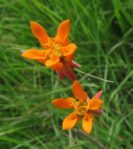 Stathmostelma pauciflorum