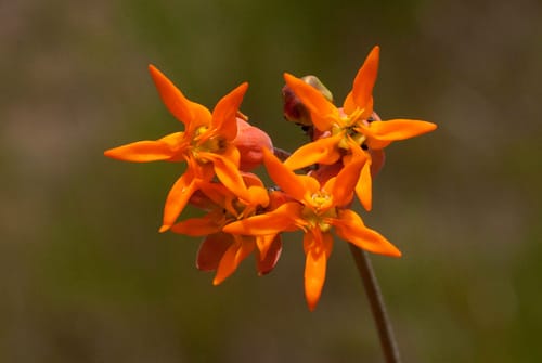 Stathmostelma pauciflorum — photo