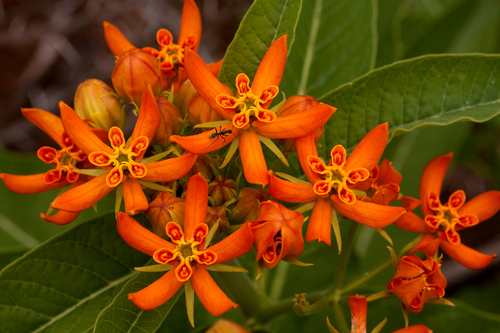 Stathmostelma spectabile