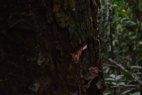 Staudtia kamerunensis — photo