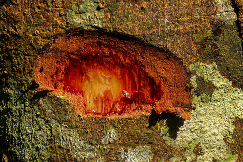 Staudtia kamerunensis